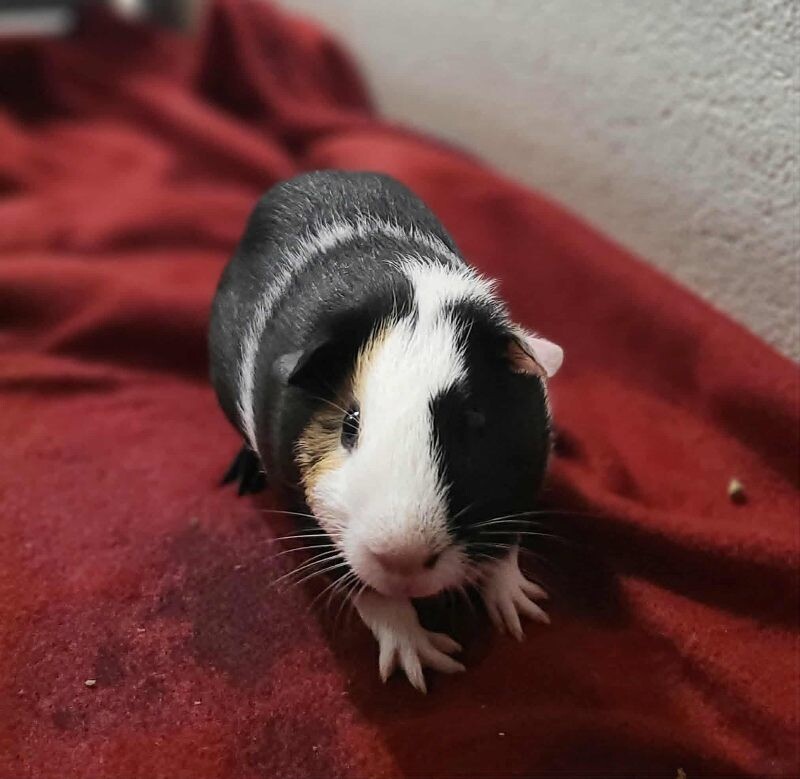 Picture of the Animal Listed